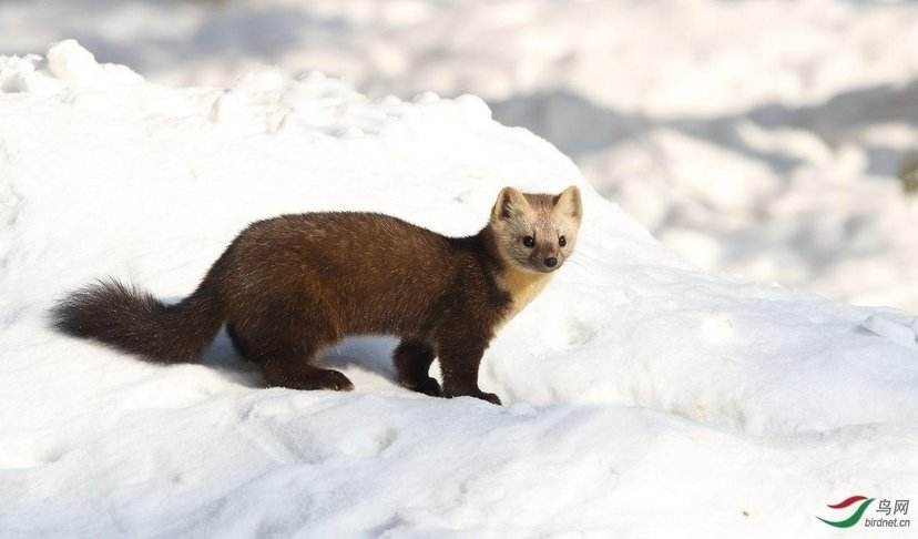 山海经都有哪些动物被证实存在,如果山海经的异兽真的存在