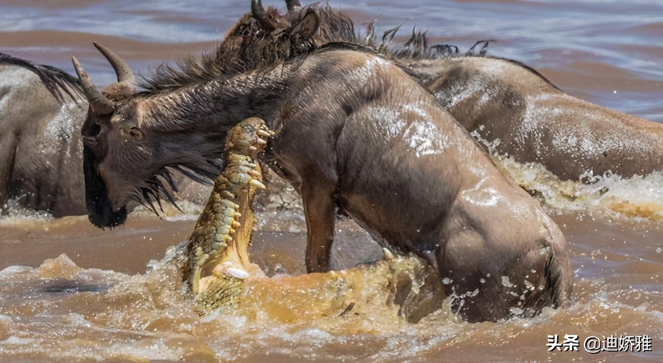 关于鳄鱼的知识和秘密,鳄鱼冷知识科普