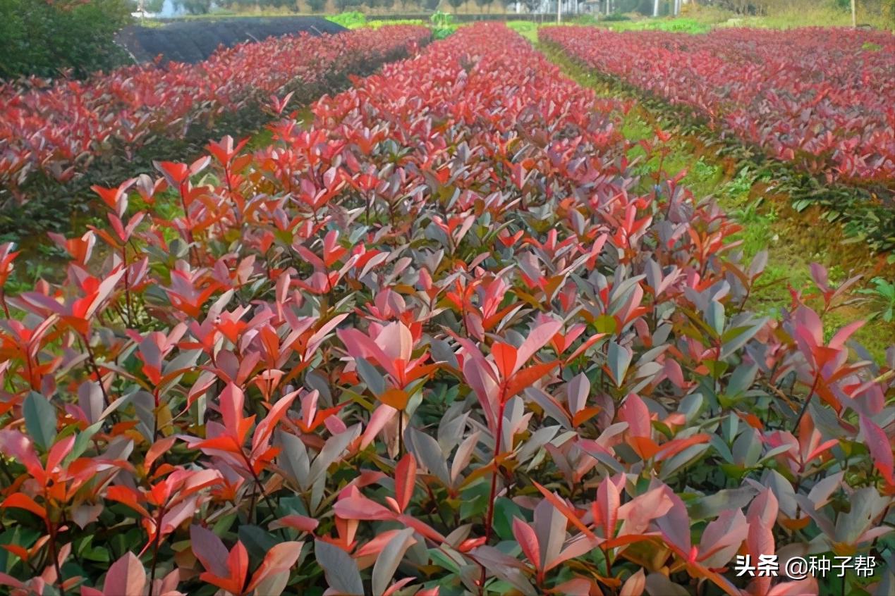 大的红叶石楠修剪成什么样子好看,红叶石楠修剪技巧初学