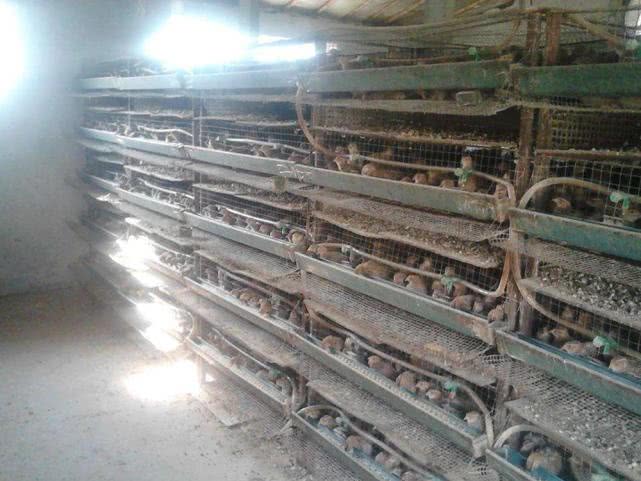 养殖一个月能产蛋，饲料成本2元，农民说难赚钱，每年都要换一批