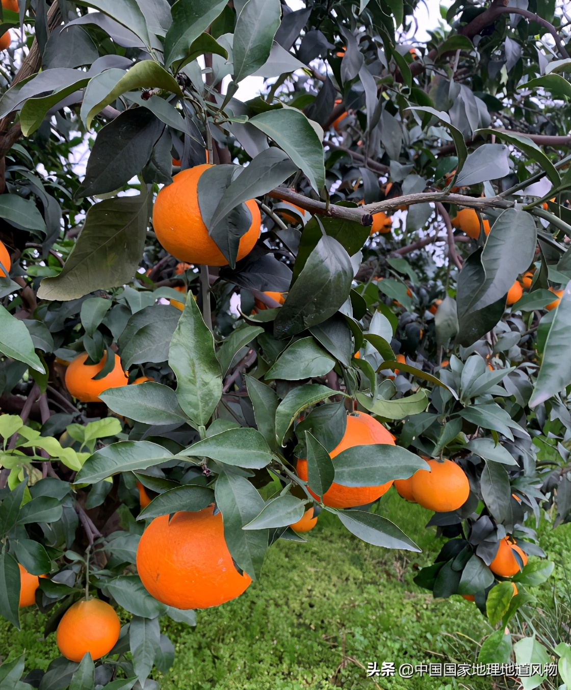 真正的果冻橙到底是皮薄还是厚,什么样的果冻橙好吃