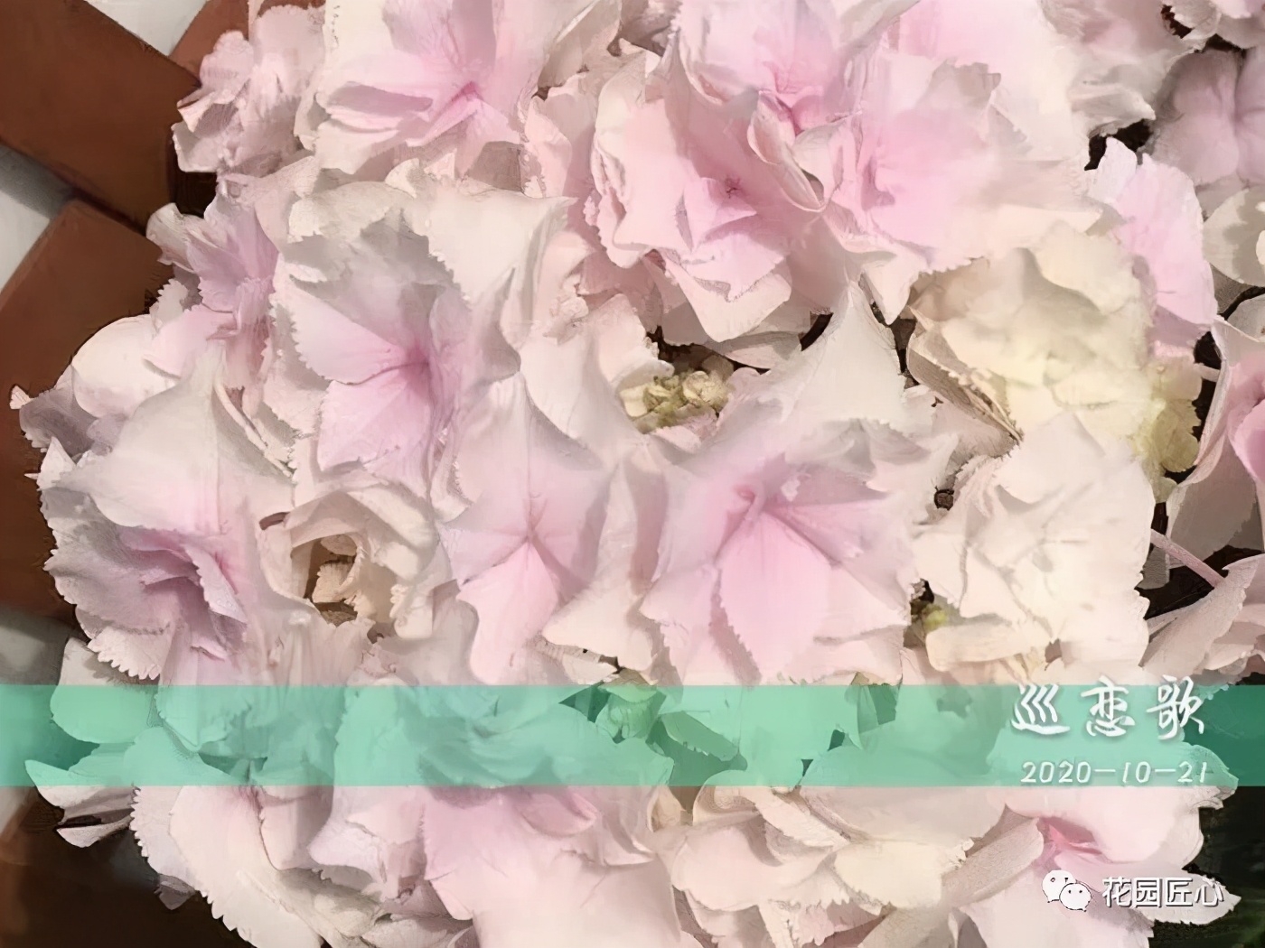 最漂亮的十种绣球,最省心的绣球