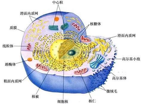 人类科技发达却造不出一个细胞,人类再过200年能造出一个细胞吗