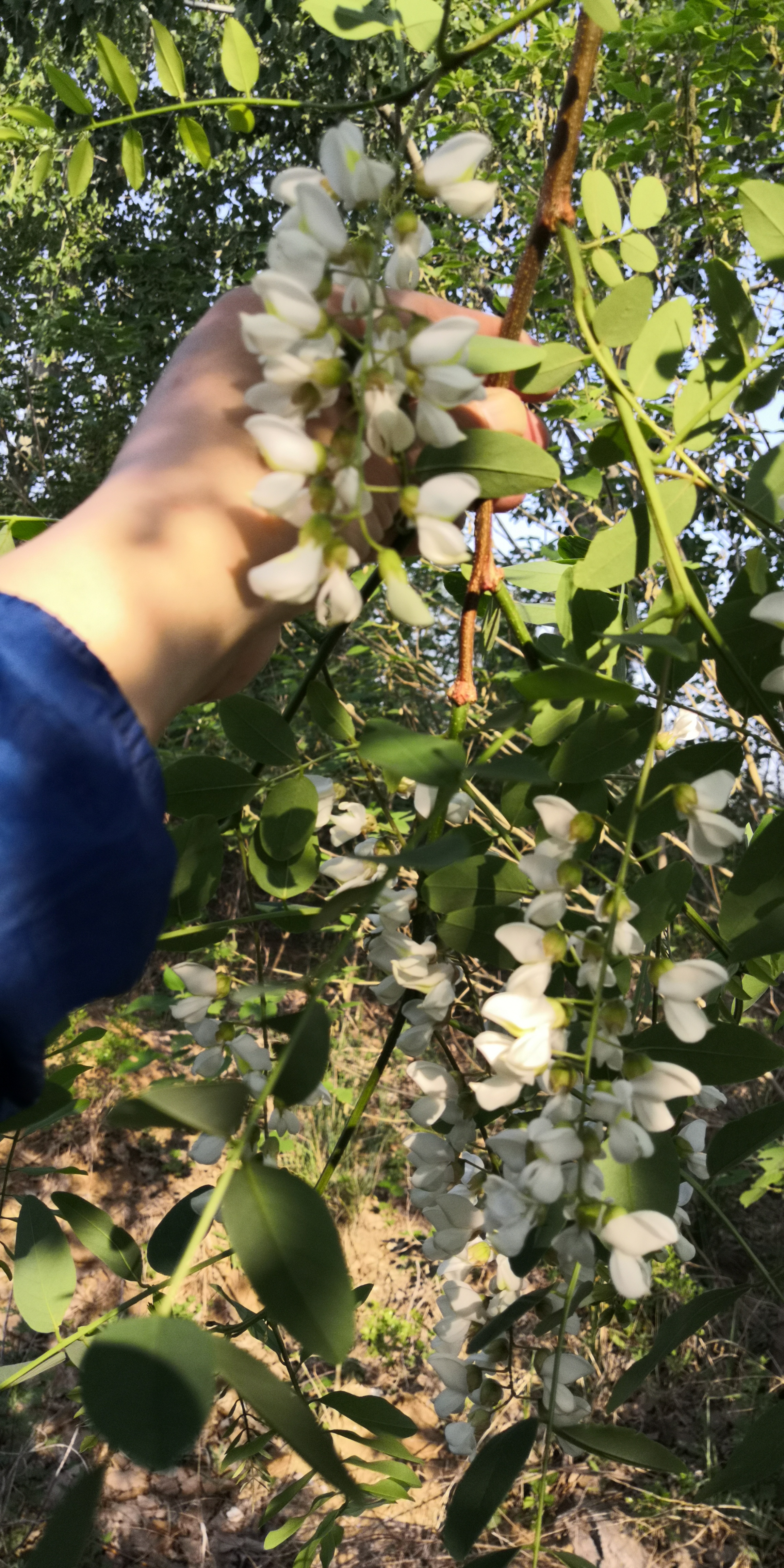 紫槐花最佳吃法,槐花丸子的吃法