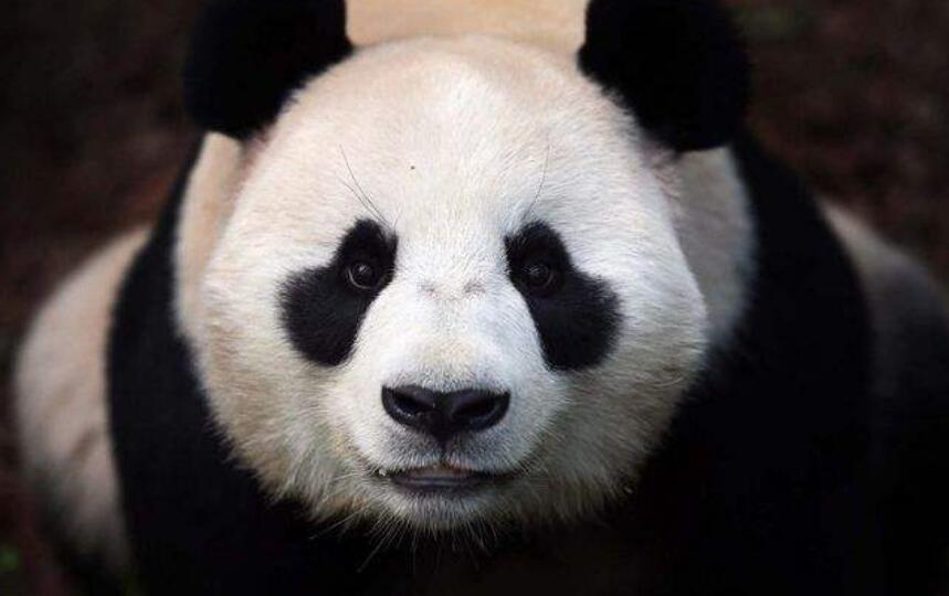 爱国的国宝熊猫,和平的使者国语版免费观看