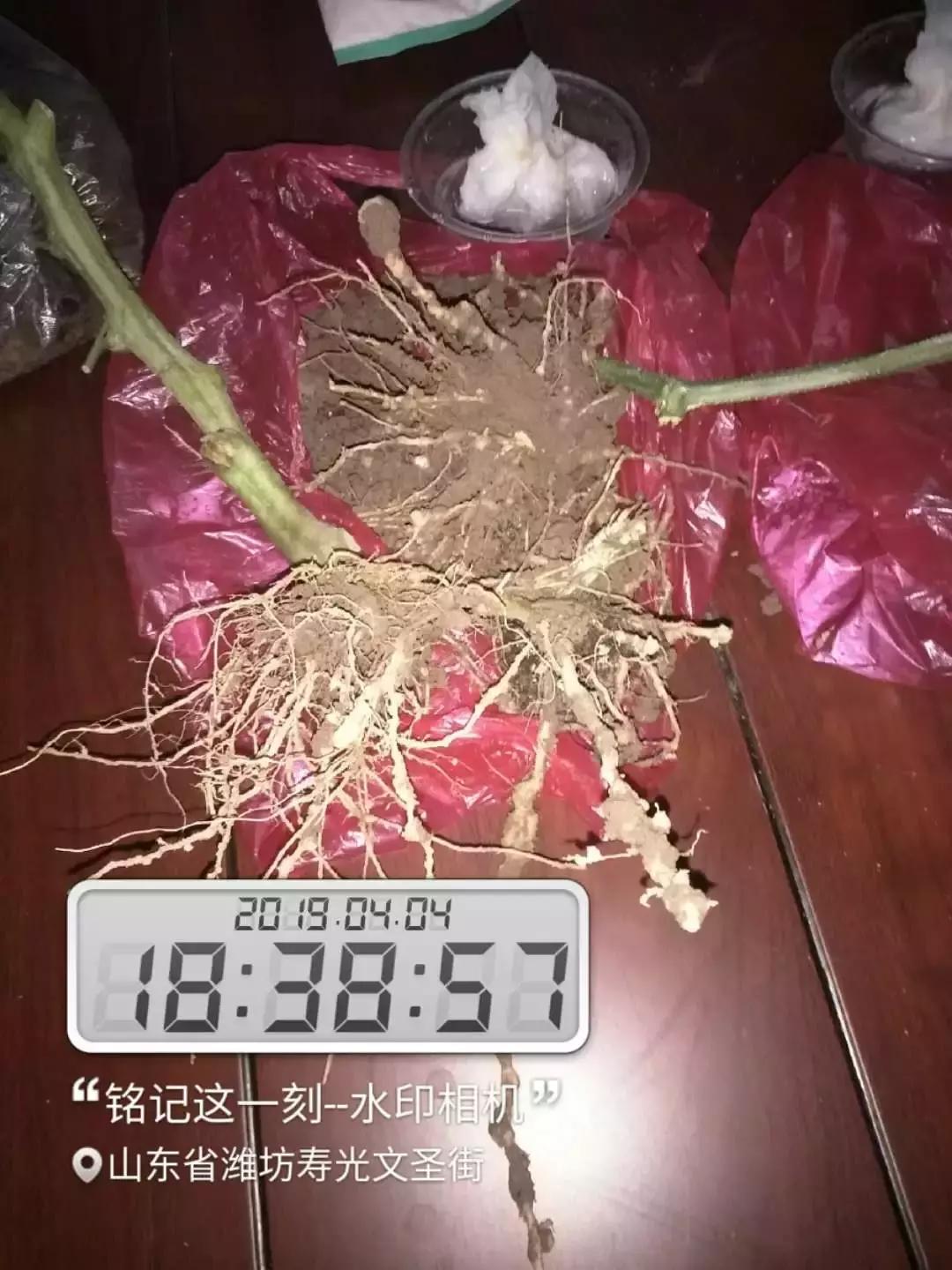 线虫对哪些作物有影响,作物线虫危害