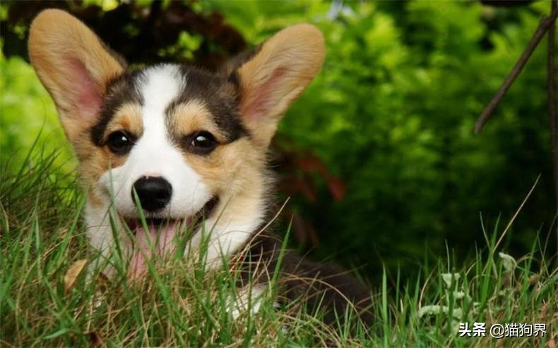 狗狗幼犬挑食最佳治疗方法,纠正狗狗挑食的简单方法