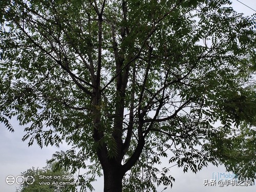 vivoz5x全面测评 (值得买吗vivo z5x)