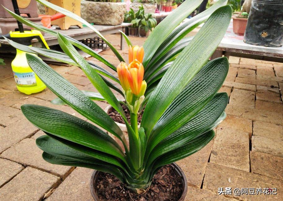 君子兰小苗换盆八大步骤,君子兰旁边长小苗换盆的正确方法