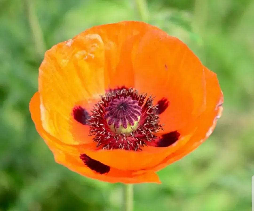 奇葩造型花:头上长草,心中有鬼,白月光。白天不开你非要晚上开