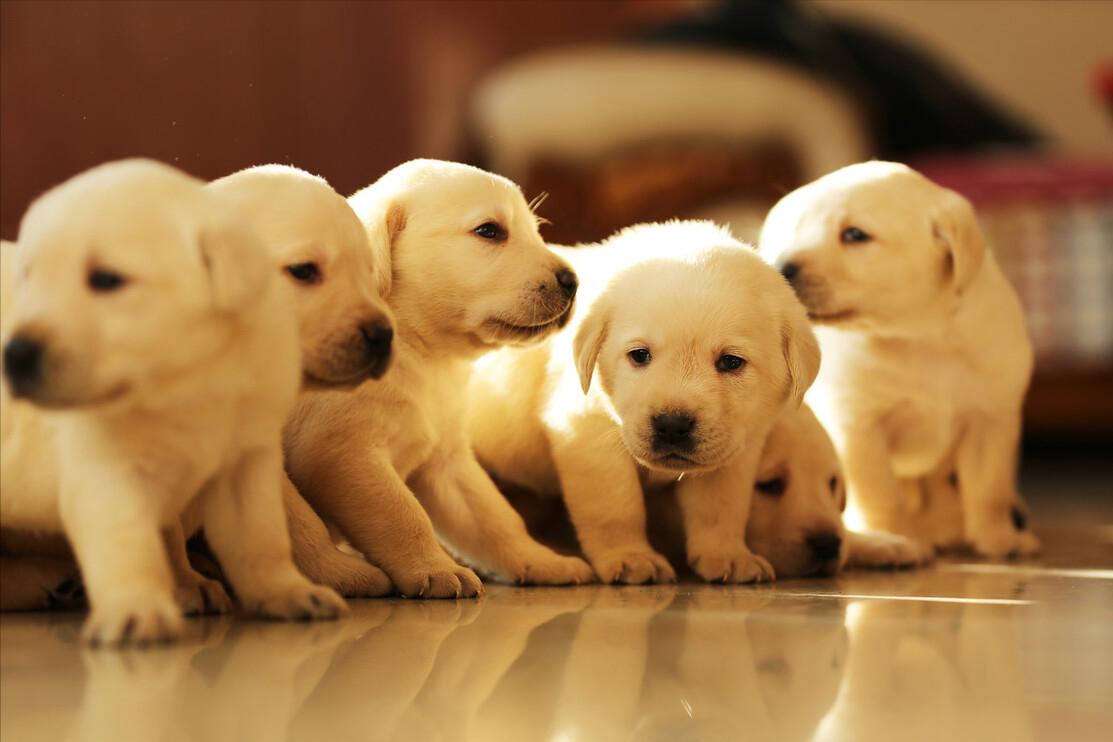 拉布拉多犬的串串多少钱一只,拉布拉多犬导盲犬多少钱一只