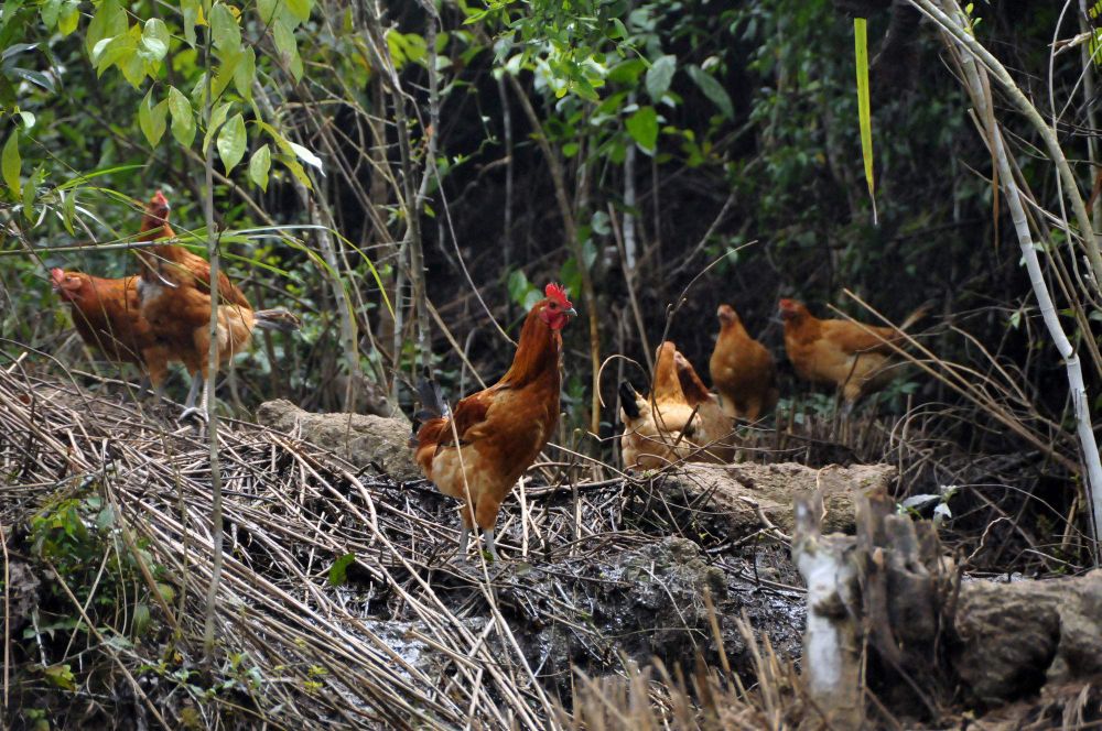 农村土鸡为什么那么香,农村散养土鸡三黄鸡入口软烂
