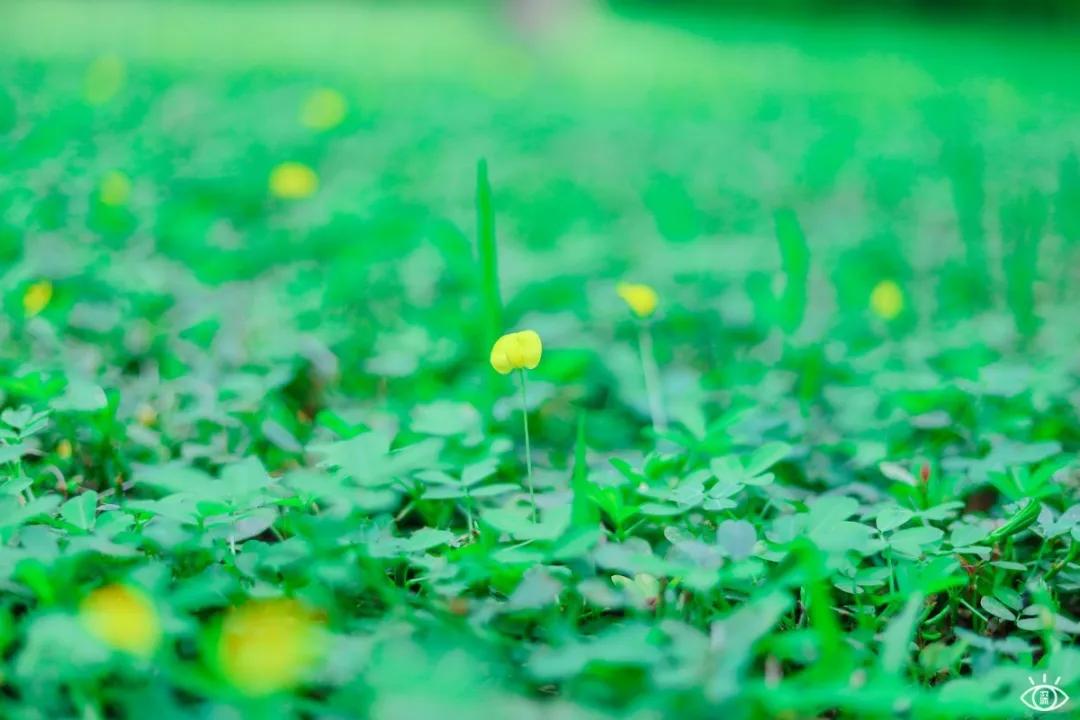 深圳宝藏公园风景图片,深圳宝藏自然游乐区