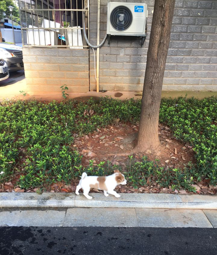 养一只很乖的狗是什么体验,养一只聪明的狗是什么体验