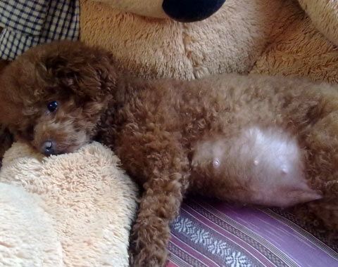 狗狗难产正在努力抢救,狗狗难产怎么办详细解决方法图