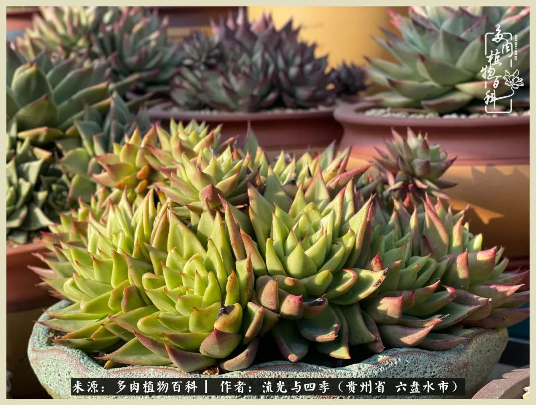 国庆假期你快乐吗?来,凉都美肉与你相伴一一小乌木的霸气东云