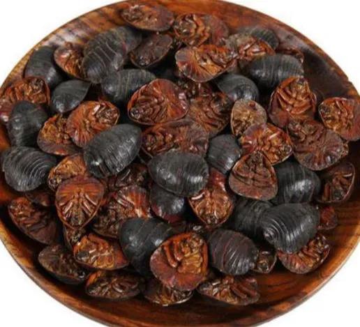 农村天然土鳖虫多少一公斤,养殖土鳖虫回收