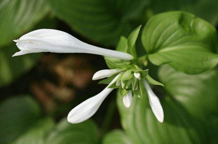 古诗暗香,诗《暗香》