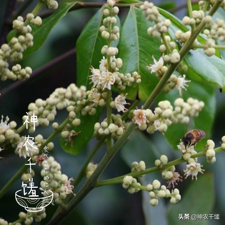 龙眼蜜是春蜜还是夏蜜,龙眼蜜什么时候流蜜