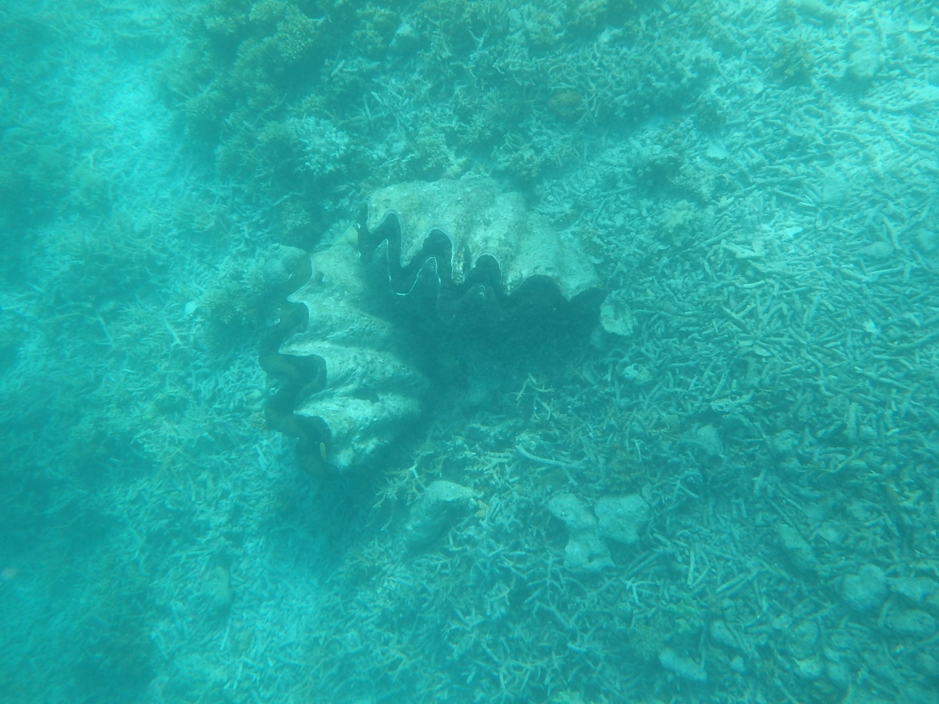 帕劳旅游十大攻略,帕劳上帝的水族箱