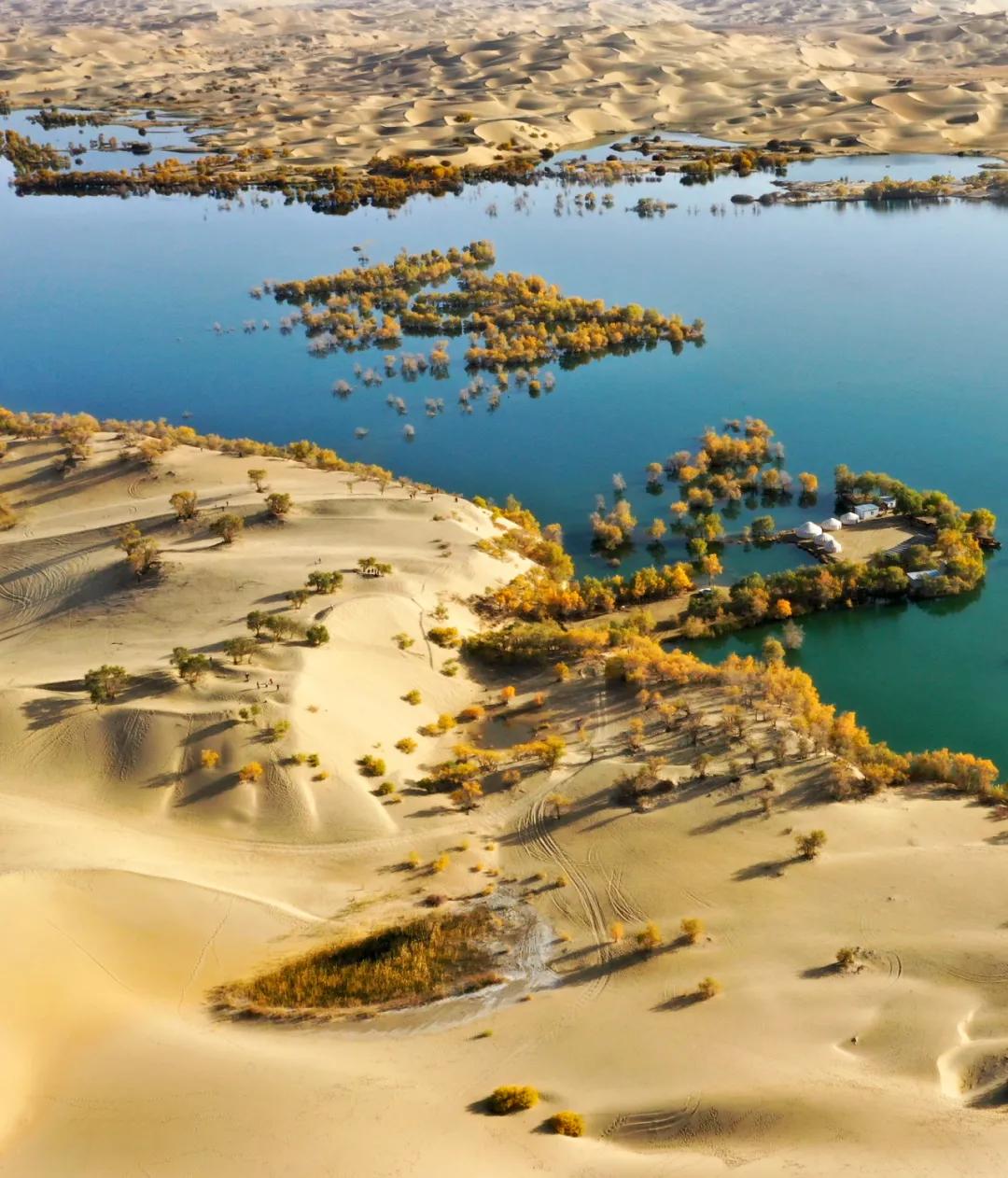 新疆塔里木大沙漠风景,除了沙漠树森林树还有什么