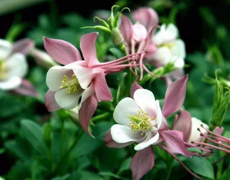 盆栽植物的正确方法,盆栽买回来怎么醒花