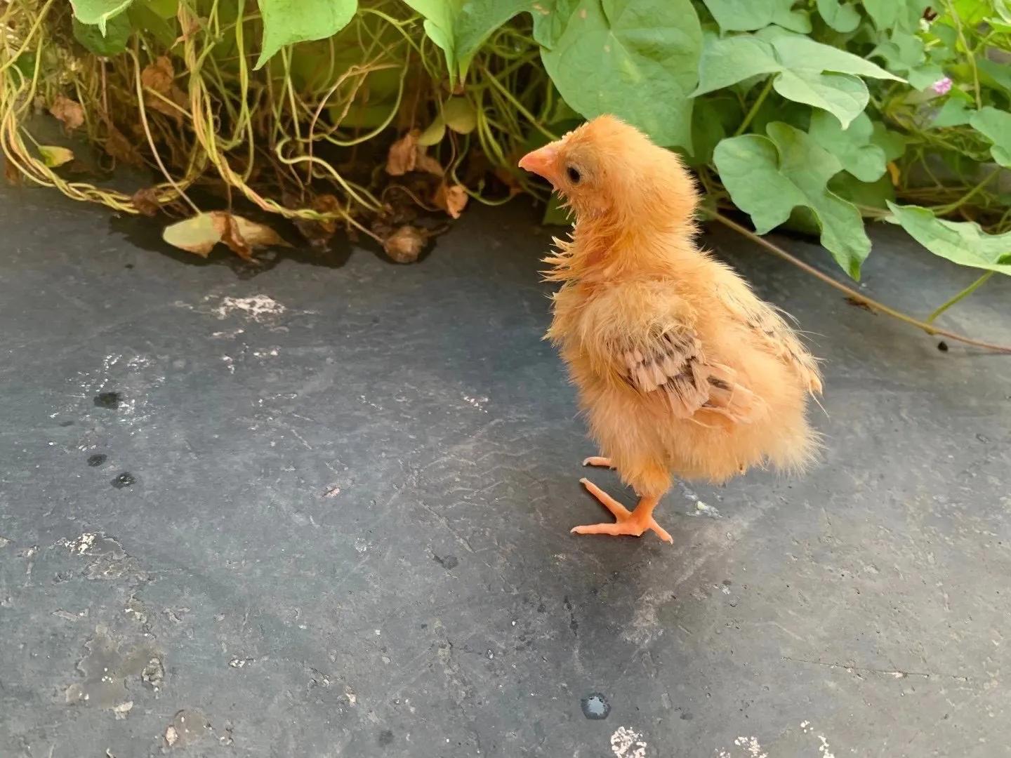 毛蛋出来的小鸡可以养活吗,毛蛋孵化出来的小鸡可以长大吗