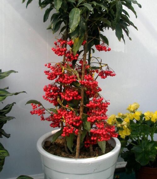 适合一年四季懒人养的绿植,这些绿植养在家里高级又实用