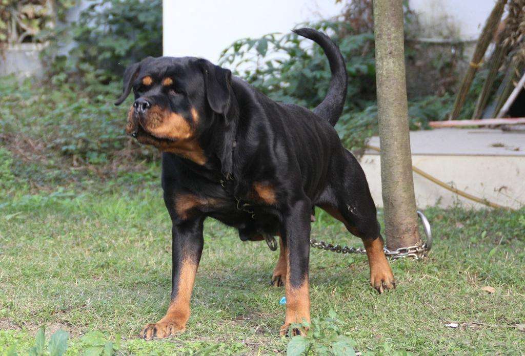 罗威纳为什么很少人养,德系罗威纳一般人能养得起吗