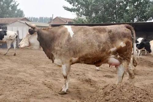 母牛生小牛先露头是难产吗,牛多久才能产子