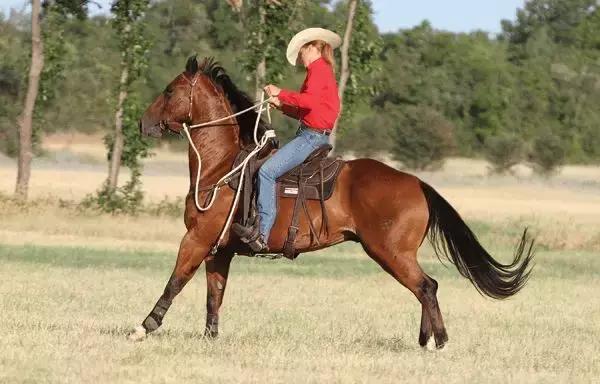 野骑马术教学,野骑马匹怎么选