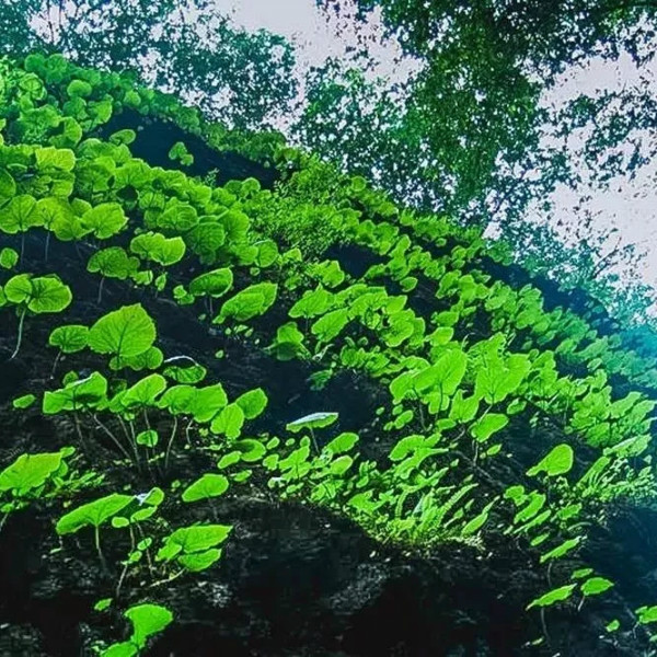 天下第一峡百里峡风景区,神奇百里峡天下第一峡