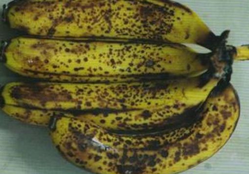 发黑香蕉不能给孩子吃视频,变黑的香蕉不要扔掉