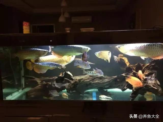 马来西亚买海鲜,怎么样直接从马来西亚购买龙鱼