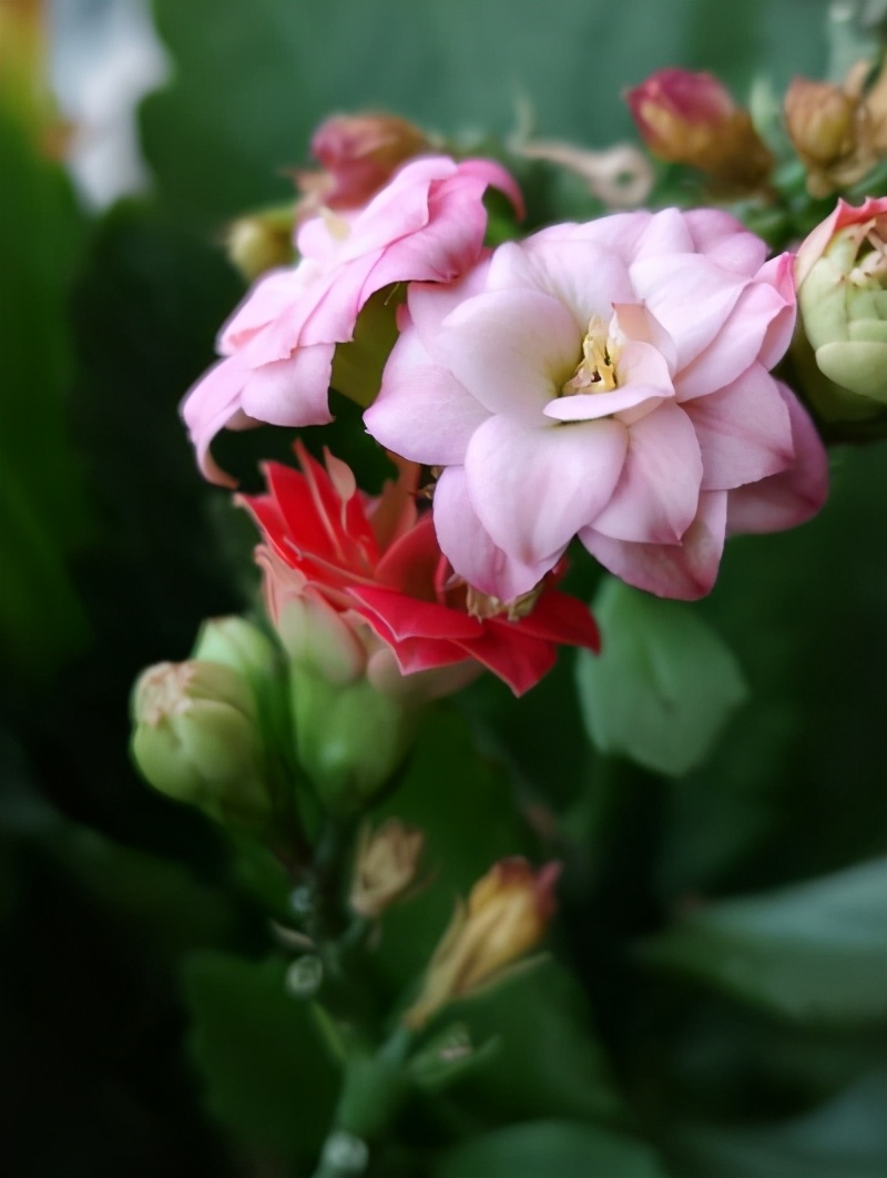 养长寿花的绝招,养长寿花怎么过冬