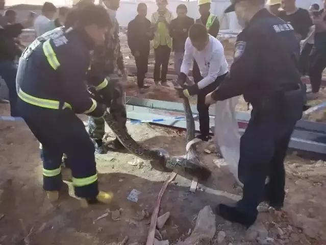 地铁站附近惊现大蟒蛇,广东一地铁口附近惊现五米长蟒蛇