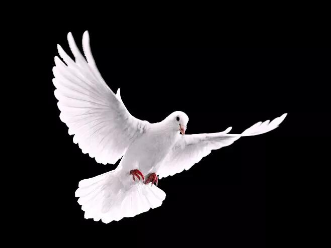 和平鸽~和平、友谊、团结、圣洁的象征