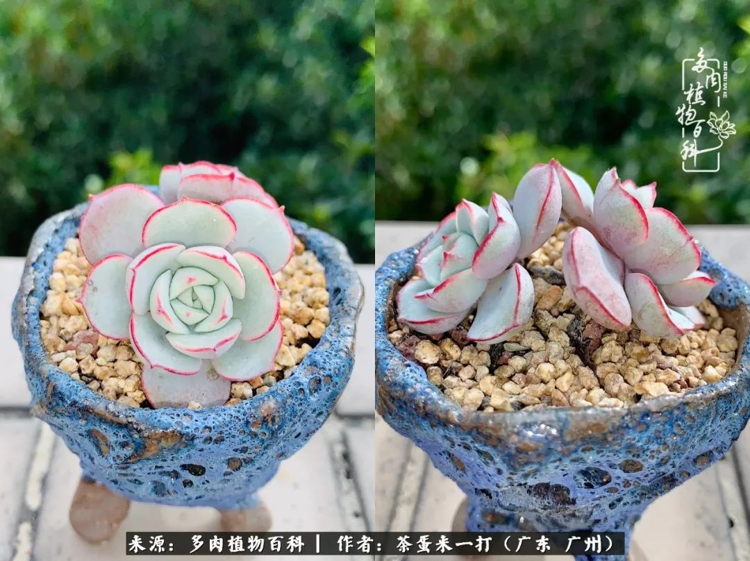 在冬日阳光下,记一个多肉小白的养肉历程