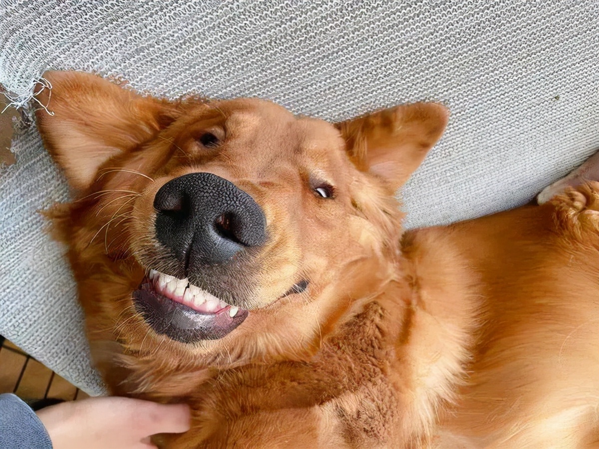 什么狗便宜在300到500,什么狗好养又聪明还便宜会帮主人