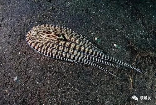 顶级伪装大师拟态章鱼,拟态章鱼科幻般伪装全过程