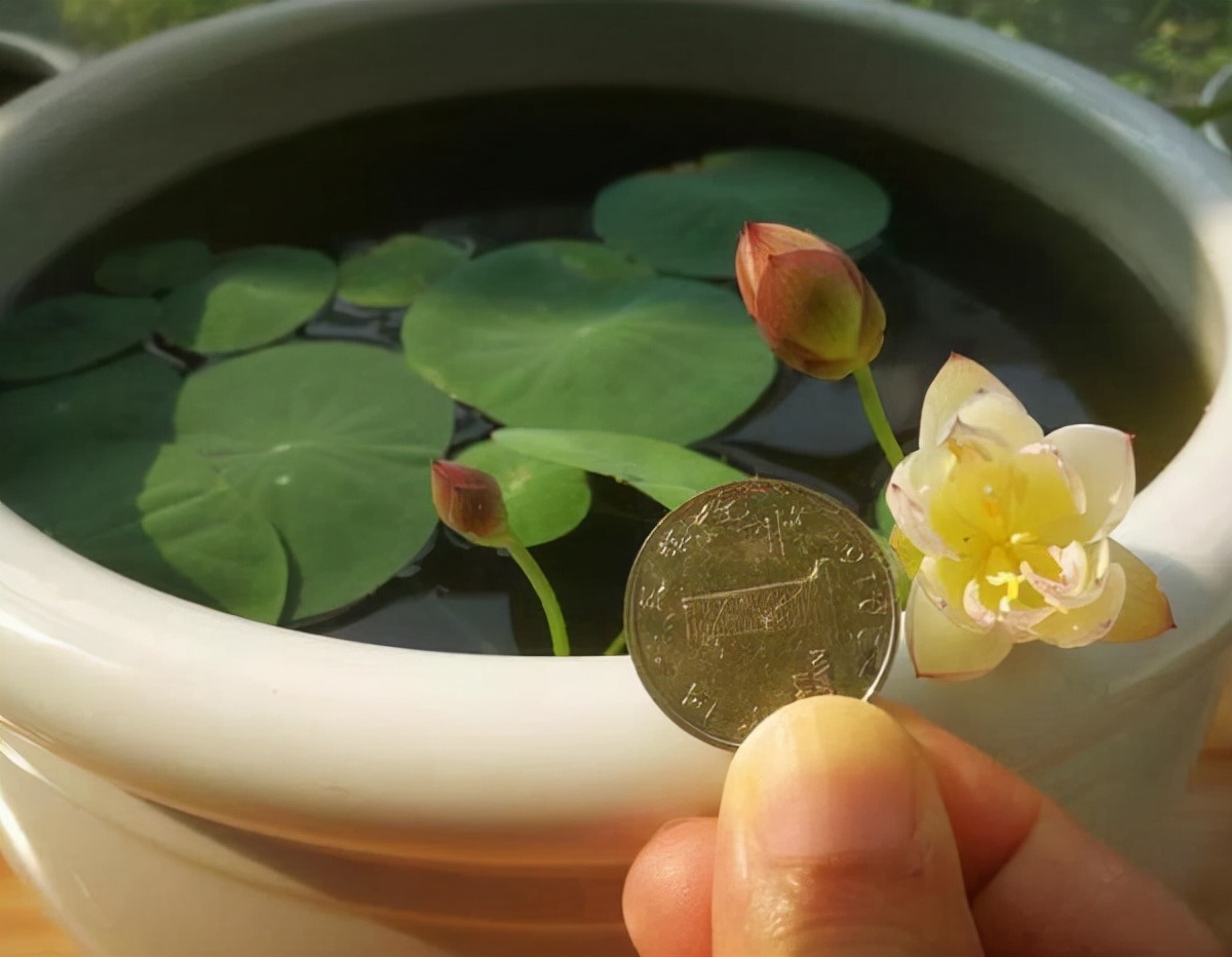 碗莲叶子发黄要不要施肥,请问碗莲叶子发黄是什么原因