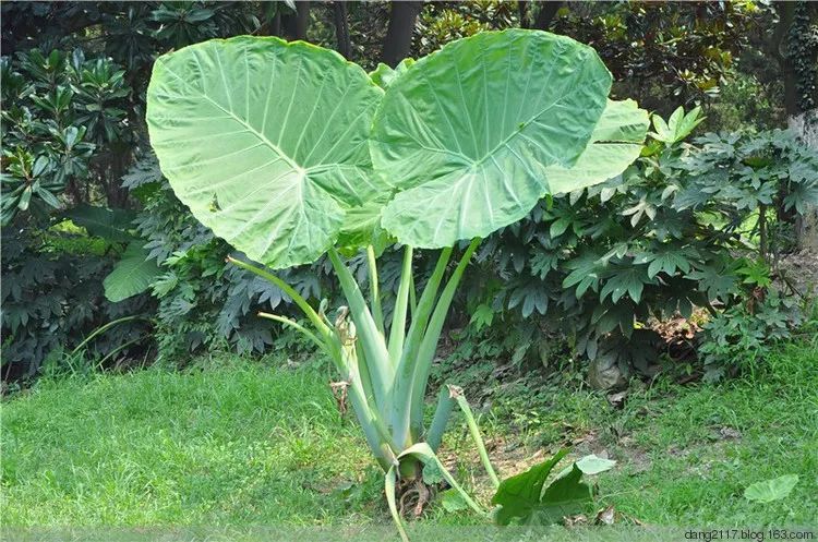 100种常见观叶植物图鉴史上最全,农村常见的100种植物