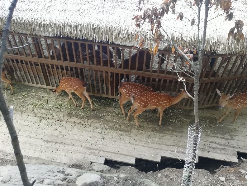 洛阳栾川竹海野生动物园值得去吗,洛阳栾川竹海野生动物园都有什么