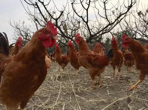 农村创业养土鸡技术方案设计,农村养殖土鸡怎么赚钱