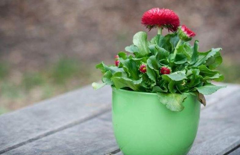 养花的小窍门是什么呢,养花只需要一招