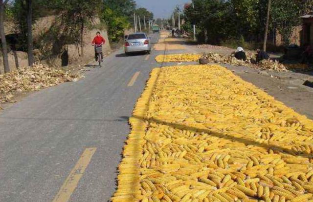 在路上晒粮食车子压着违法吗,开车遇到大车压过的路面