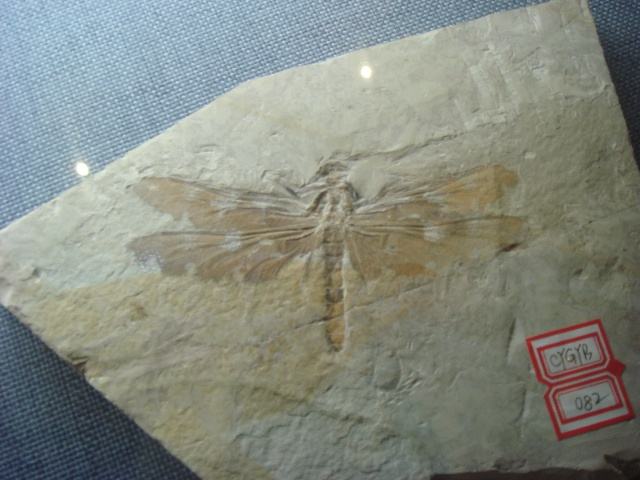 蜻蜓和豆娘的眼睛的区别,蜻蜓和豆娘的眼睛区别