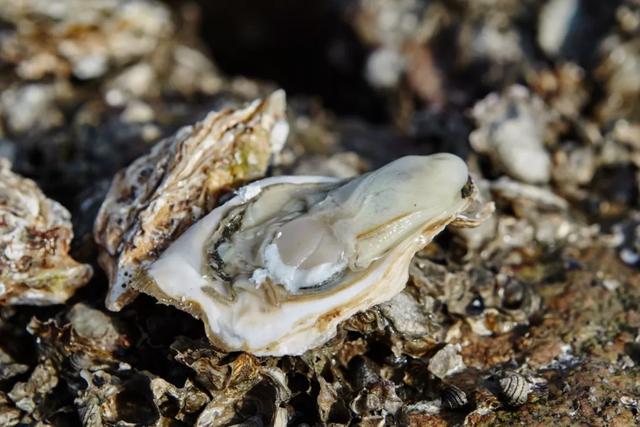 乳山生蚝和普通生蚝的区别10斤装,乳山生蚝鲜活特大生蚝