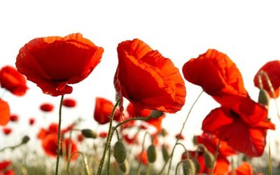 植物虞美人,虞美人花卉植物