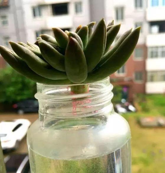 烂根的多肉可以用什么药,烂根的植物要挖出来吹干么